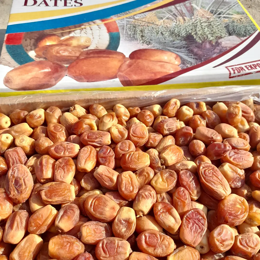 تولیدکننده خرما زاهدی صادراتی