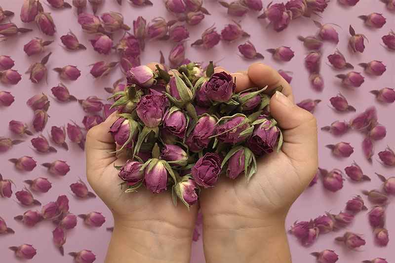 غنچه گل محمدی عمده با عطر طبیعی و کیفیت ممتاز