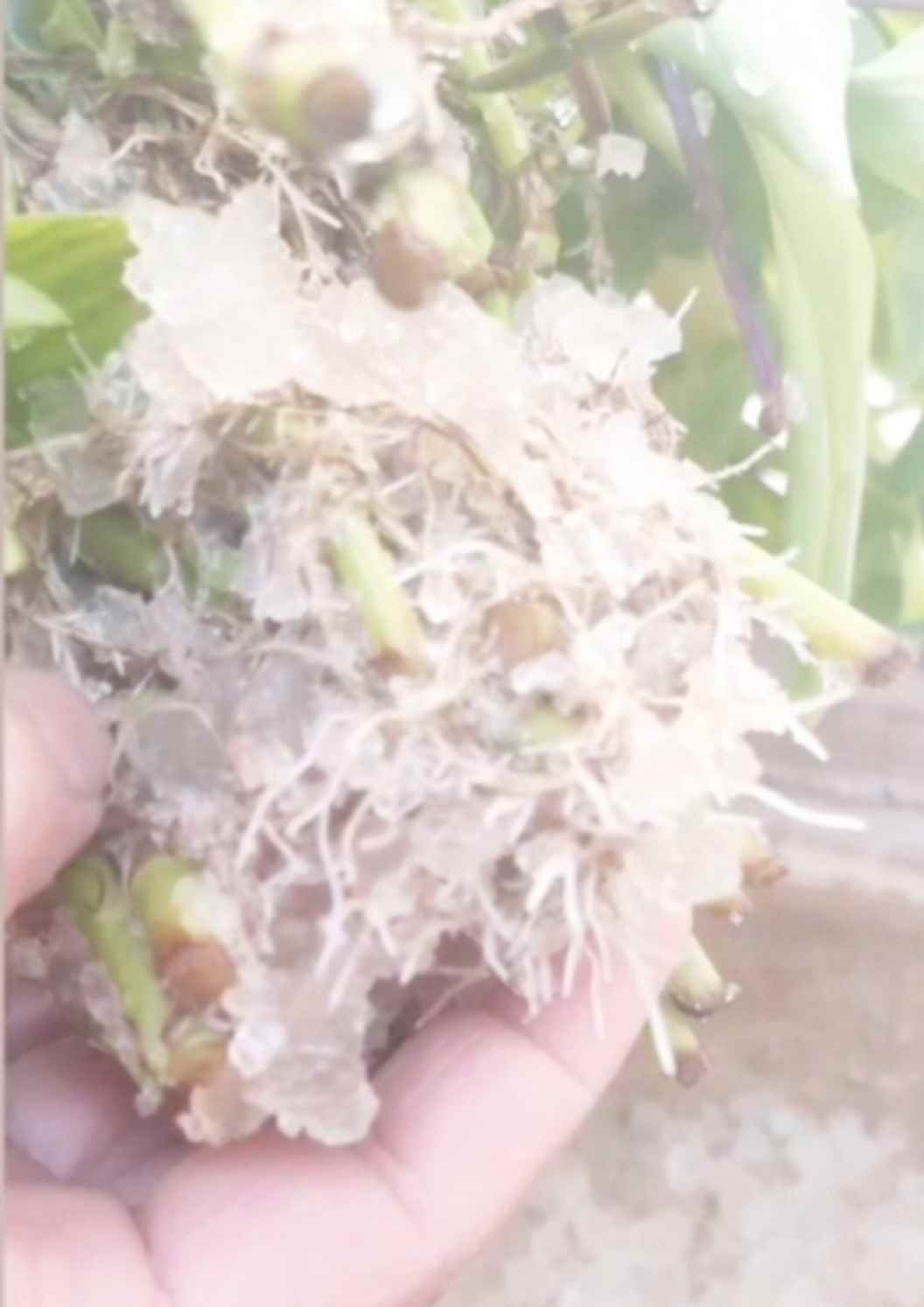 تصویر 2 از فروش سوپر جاذب کشاورزی | بهترین راهکار ذخیره آب در خاک