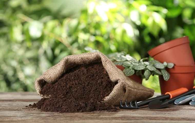 کود آلی برای پسته متناسب با افزایش رشد ریشه و بهبود گلدهی
