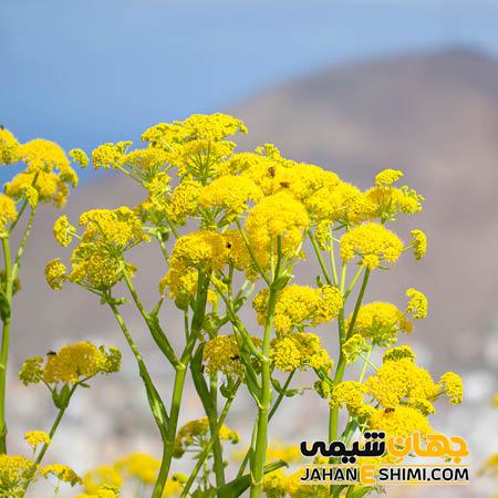 اسانس گیاهی