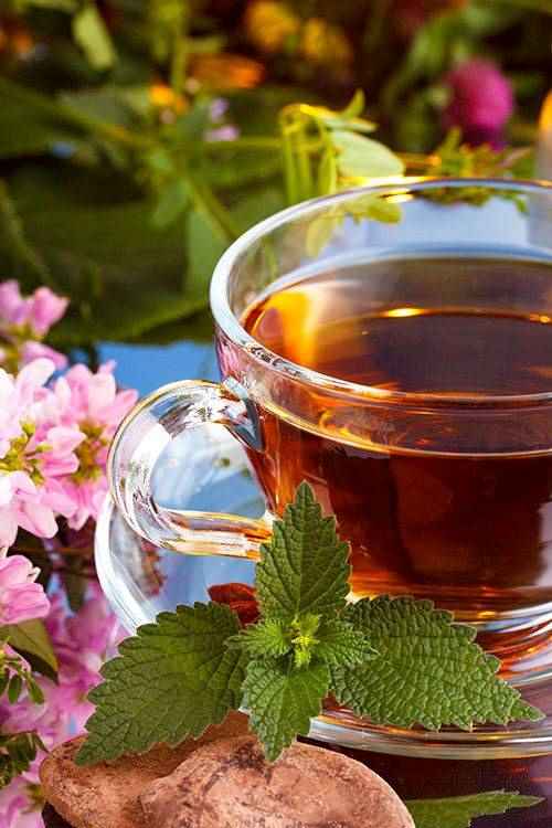 خرید چای قلم لاهیجان