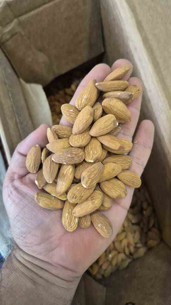 تصویر 1 از بادام خام با پوست منبع انرژی و پایداری در کیفیت