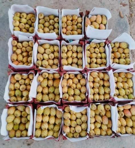 تصویر 3 از گلابی مالتا فروش عمده در تهران