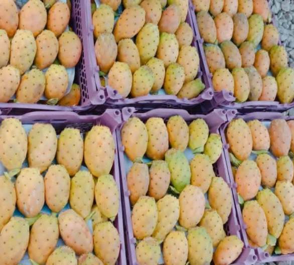 تولید عمده گلابی مالتا