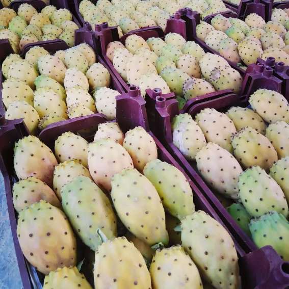 تصویر 1 از خرید عمده گلابی مالتا
