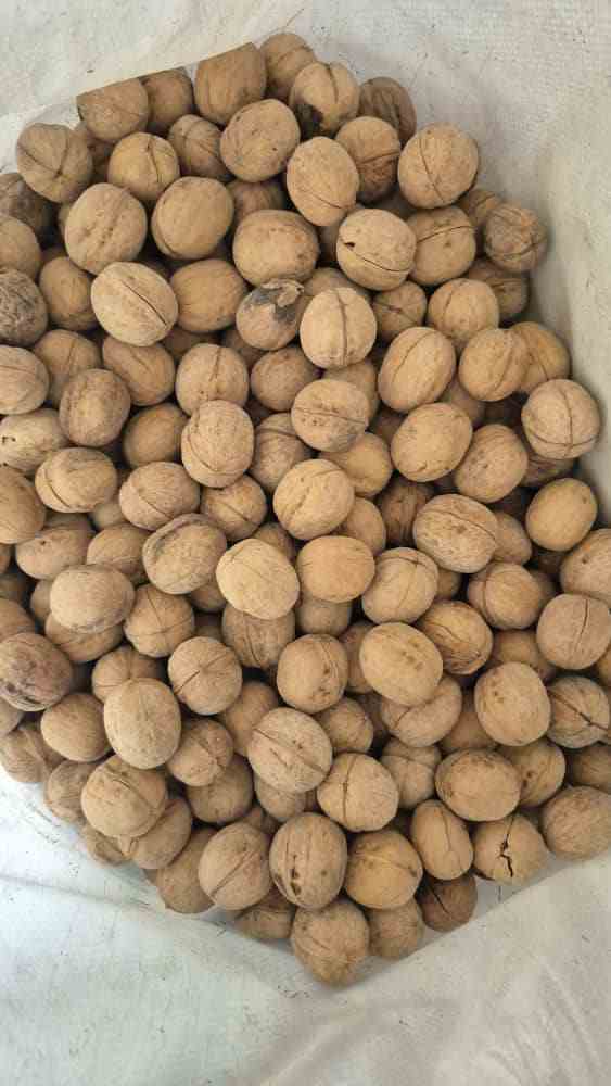 تصویر 3 از گردو با پوست طلای سبز با خواص بی‌ نظیر برای سلامت