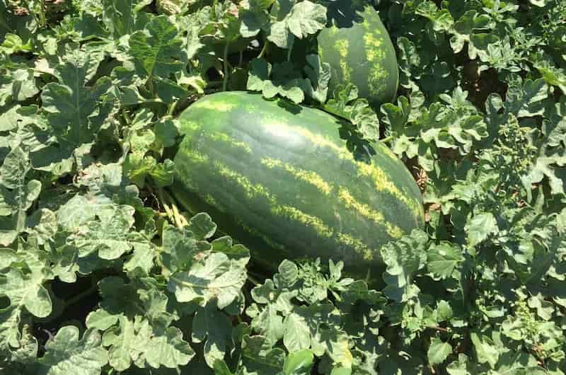 هندوانه بیضی گالاتا مزرعه ای با تازگی روز و طعم طبیعی