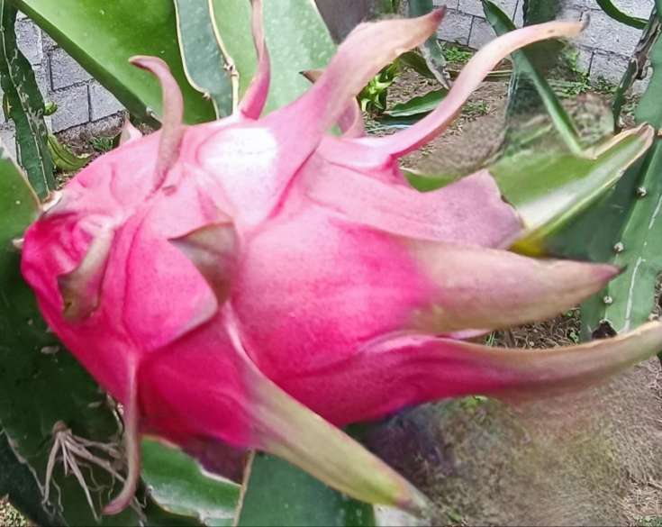 تصویر 3 از فروش عمده میوه دراگون در تهران