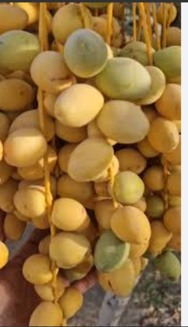 قیمت خرمای برحی