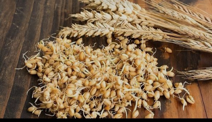 تصویر 2 از پودر جوانه گندم برای افزایش وزن؛ انتخابی طبیعی برای رژیم غذایی پرکالری