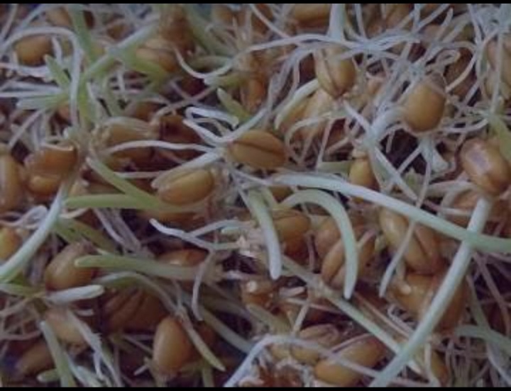 تصویر 3 از خرید پودر جوانه گندم برای یبوست؛ نکات مهم برای واردکنندگان