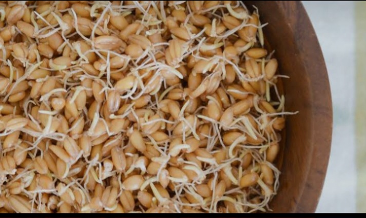 تصویر 5 از راهنمای خرید بهترین پودر جوانه گندم برای بدنسازی