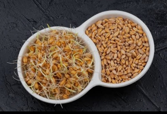تصویر 4 از راهنمای انتخاب پودر جوانه گندم باکیفیت برای صادرات