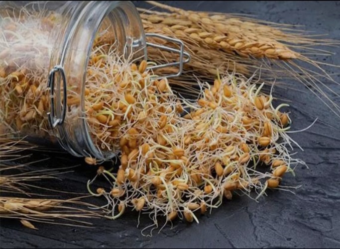 خواص پودر جوانه گندم برای پوست؛ راز جوانی و شادابی طبیعی