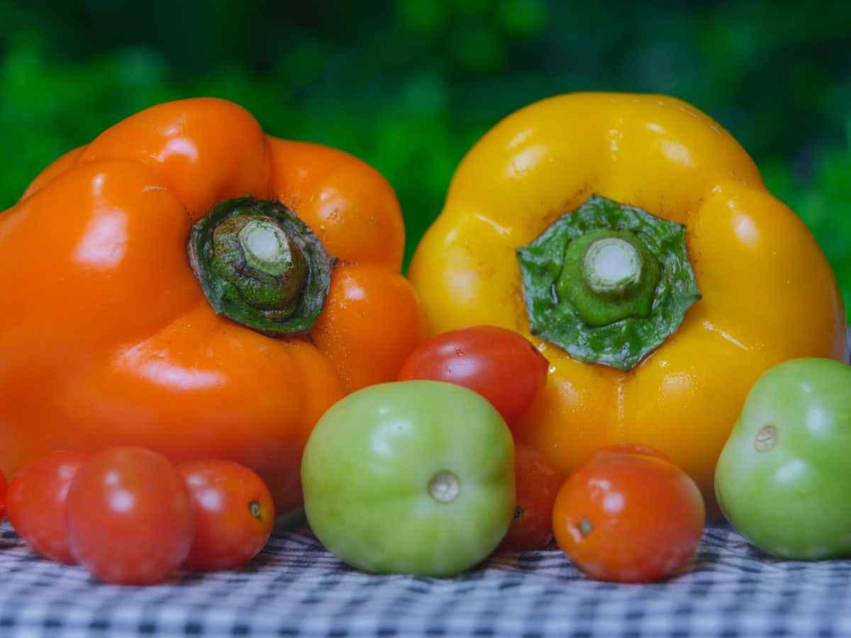 تصویر 4 از فلفل دلمه ای صادراتی اصفهان با شرایط عالی