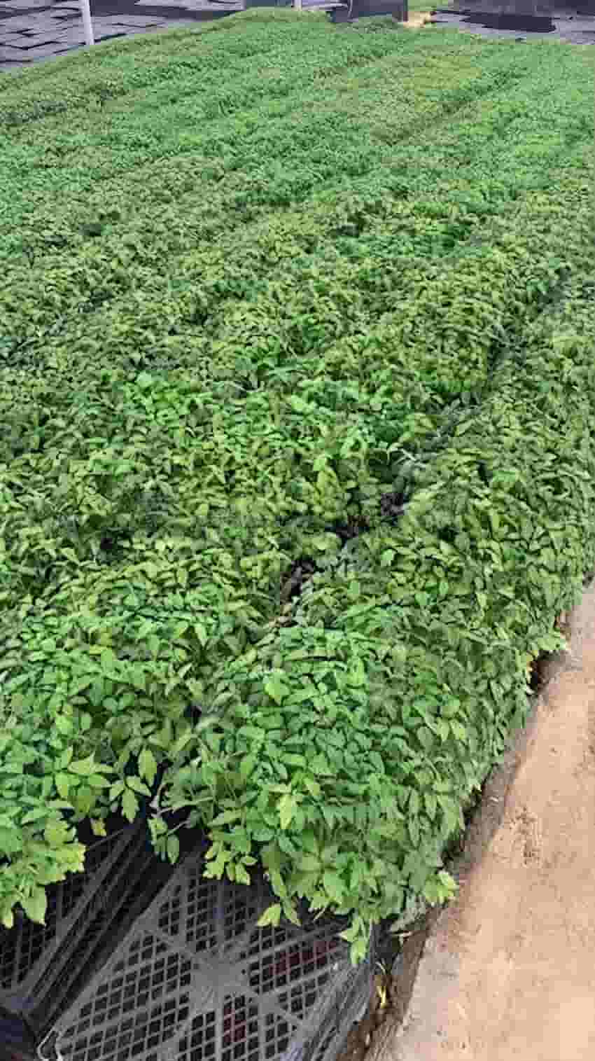 نشا گوجه فرنگی باسیمو با رشد قوی و عملکرد بالا