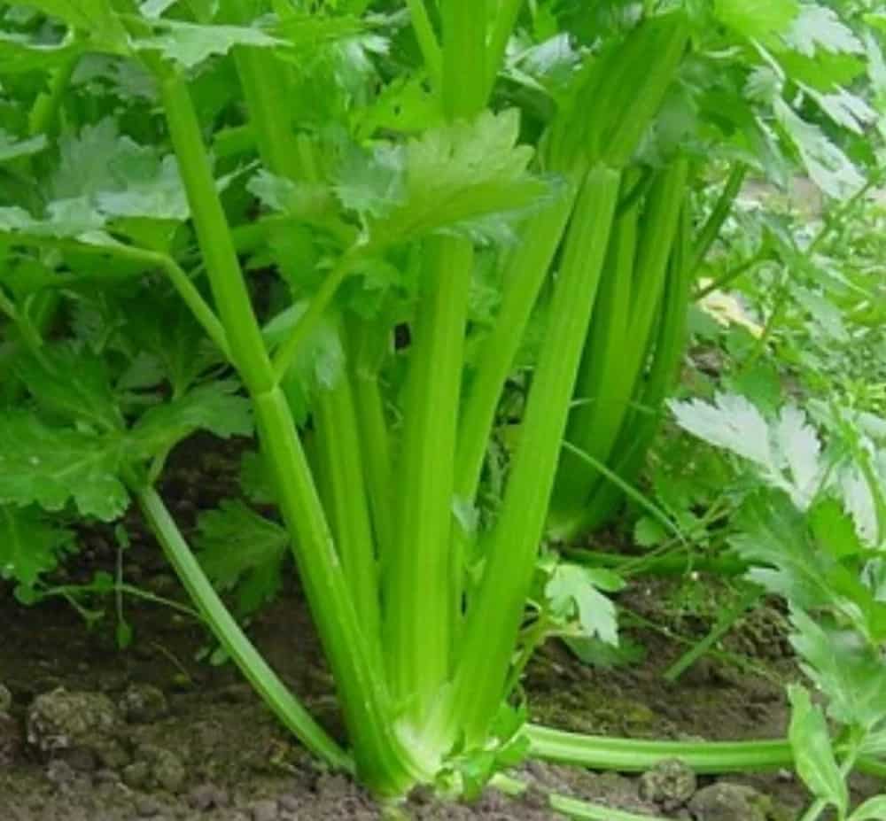 کرفس جنگلی تازه با عطر طبیعی و کیفیت مطلوب