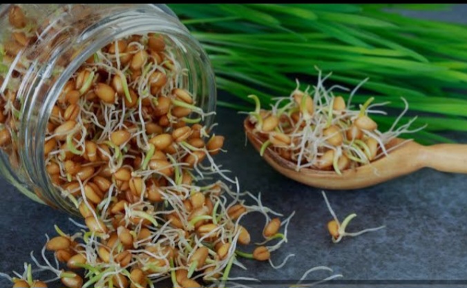 تصویر 5 از آیا پودر جوانه گندم به کاهش ریزش مو کمک می‌کند؟