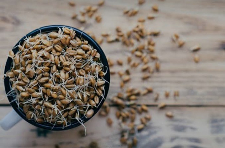 تصویر 1 از پودر جوانه گندم و فیبر؛ انتخابی مناسب برای رژیم غذایی سالم