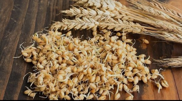 تصویر 1 از پودر جوانه گندم برای وگان‌ها؛ یک ماده غذایی مغذی و گیاهی
