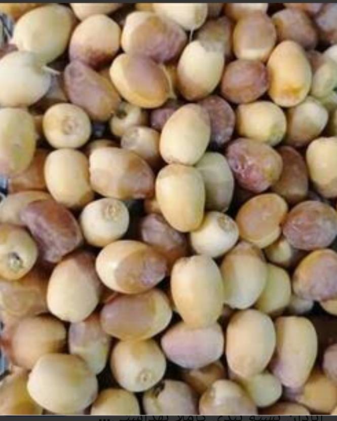 تصویر 4 از رطب برحی عسلی ممتاز