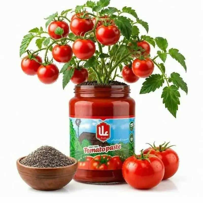 رب گوجه فرنگی علا دارای رنگ طبیعی و بافت همگن