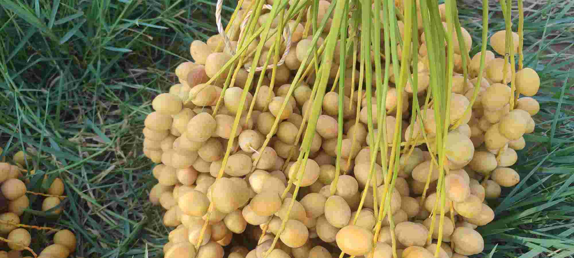 خارک خرما