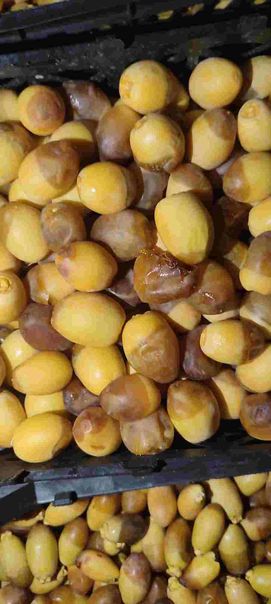 قیمت خارک خرما