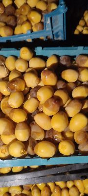 فروش خارک خرما