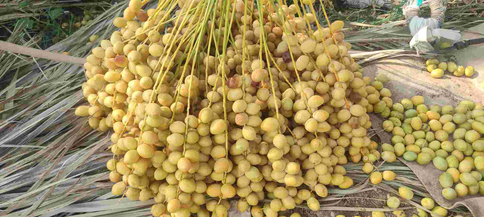 خرید خارک خرما