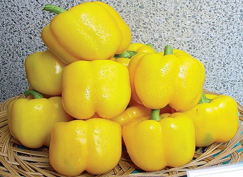 تصویر 2 از فروش ویژه فلفل دلمه‌ای رنگی با کیفیت تضمینی