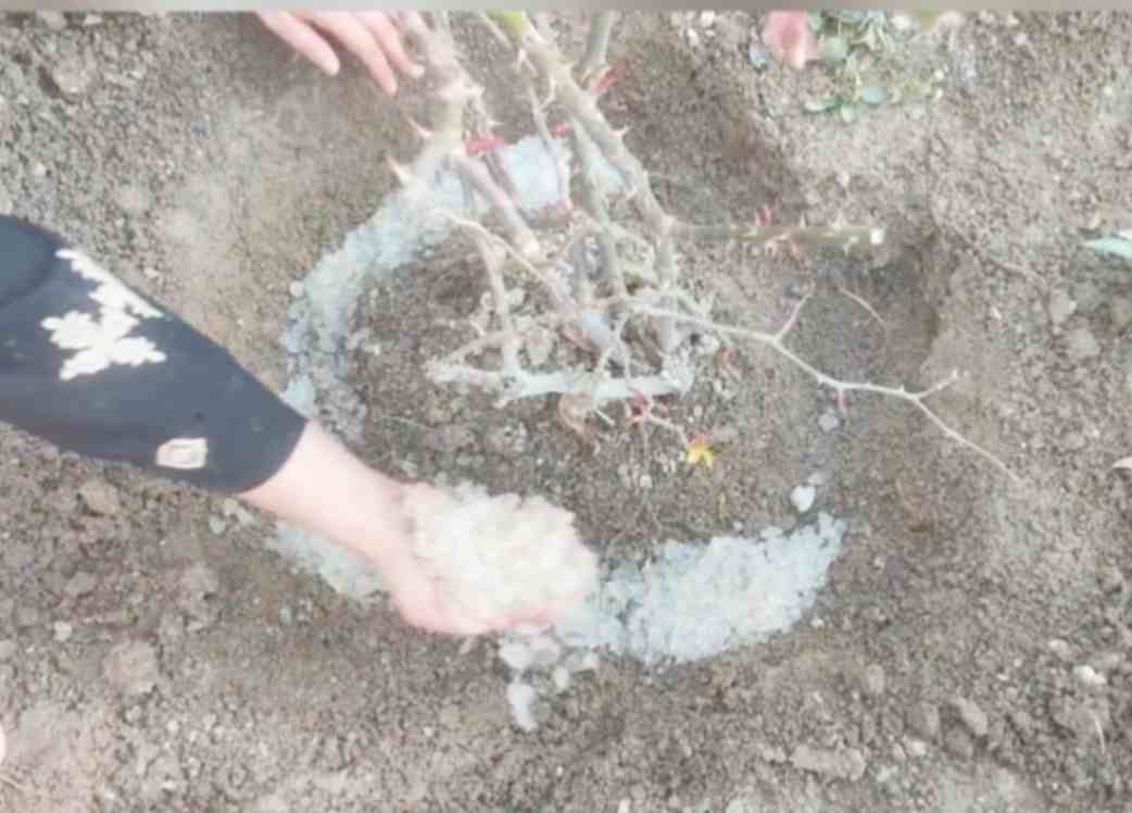 تصویر 3 از قیمت و فروش خاک ژله ای برای گیاهان