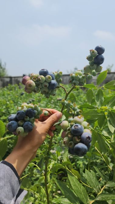 خرید اینترنتی نهال بلوبری دو ساله میوه‌ دار