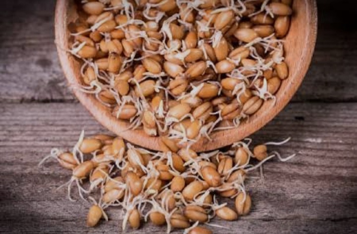 پودر جوانه گندم برای افراد وگان مناسب است