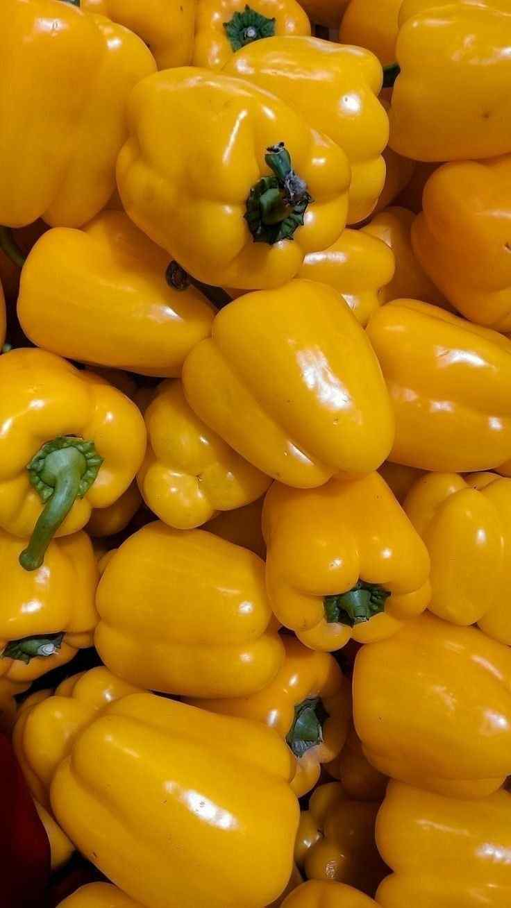 تصویر 1 از خرید فلفل دلمه صادراتی با قیمت ویژه عمده