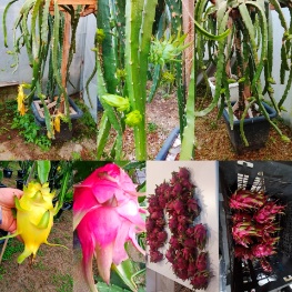 تصویر 4 از خرید اینترنتی نهال دراگون فروت
