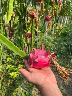 تصویر 1 از خرید اینترنتی نهال دراگون فروت