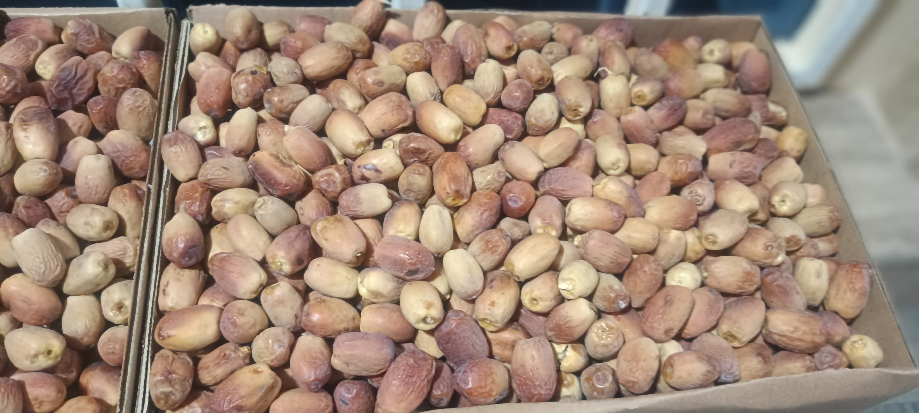 تصویر 3 از فروش انواع خرما زاهدی مناسب کشور افغانستان