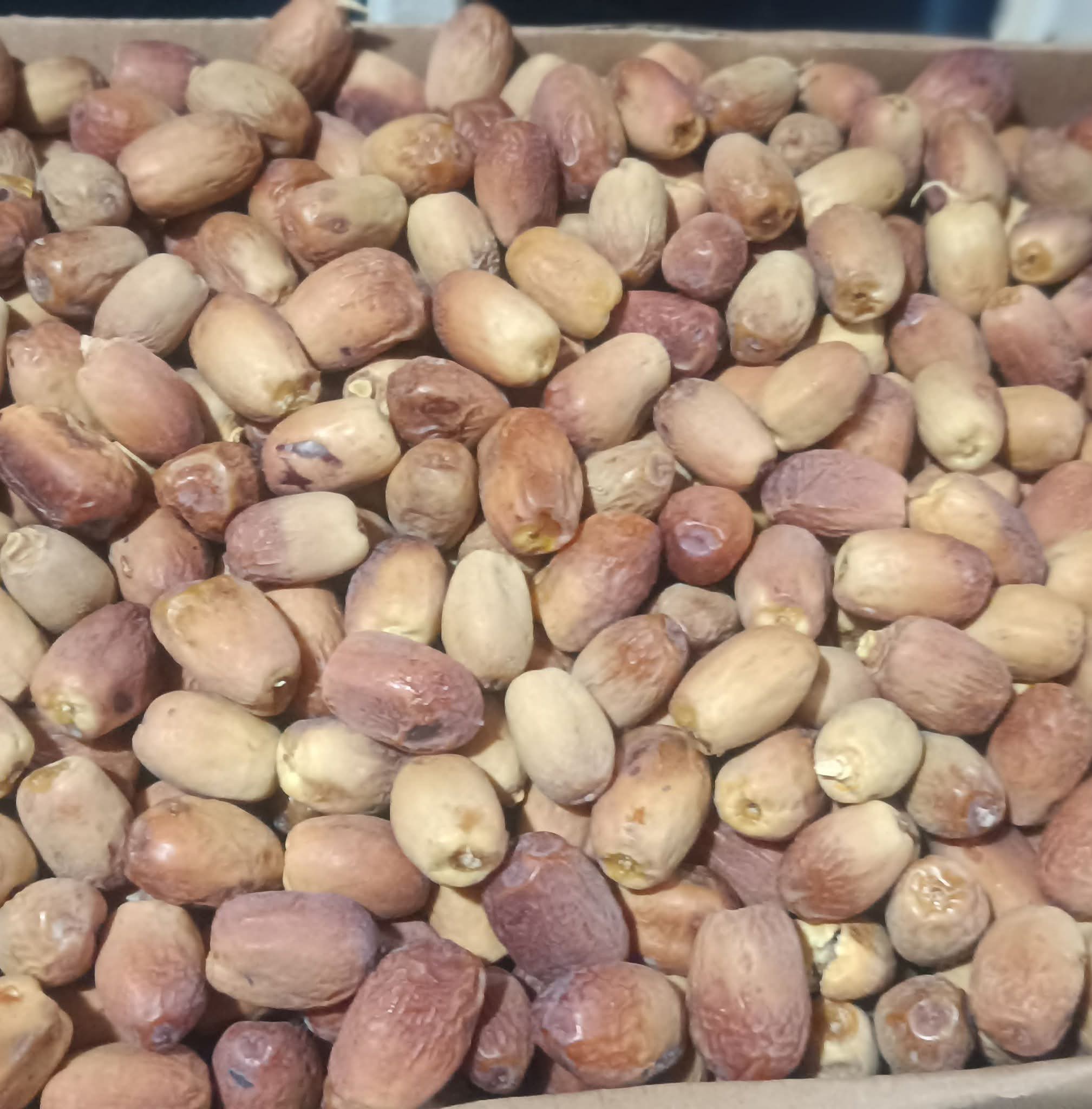 تصویر 4 از فروش انواع خرما زاهدی مناسب کشور افغانستان