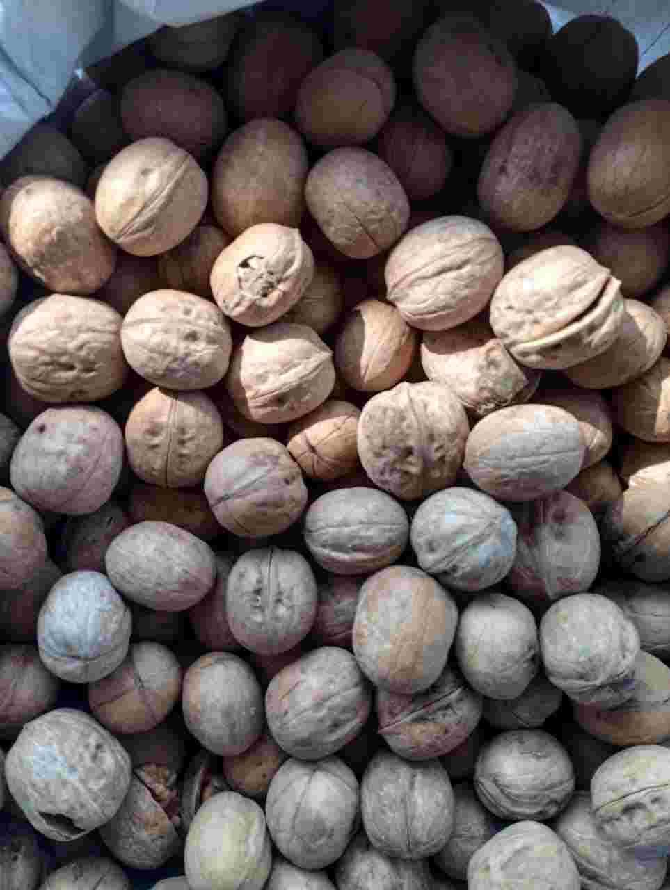 فروش مغز گردو