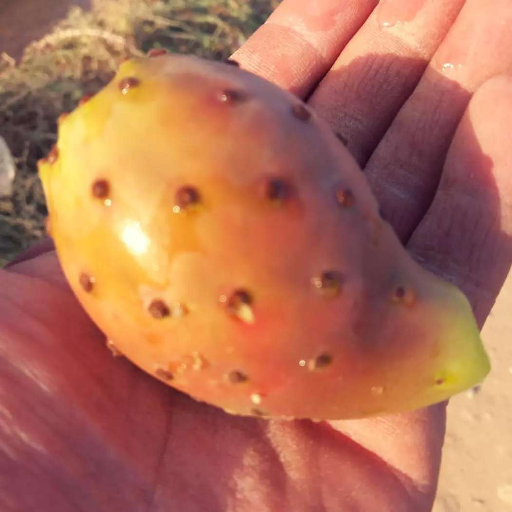 تصویر 1 از پخش عمده گلابی مالتا فارس در تهران