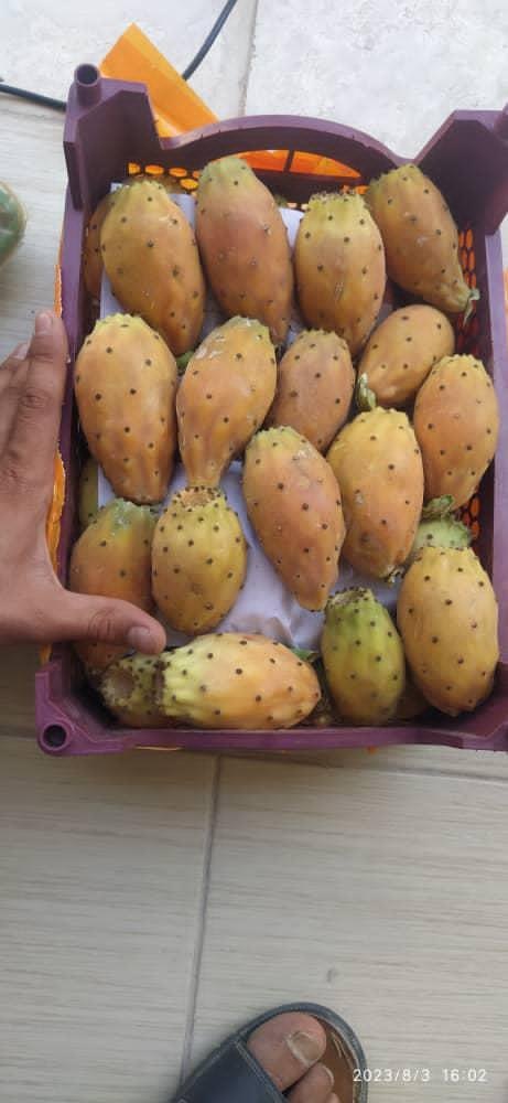تصویر 5 از پخش عمده گلابی مالتا فارس در تهران