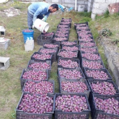 پخش عمده گلابی خاردار شمال در تهران