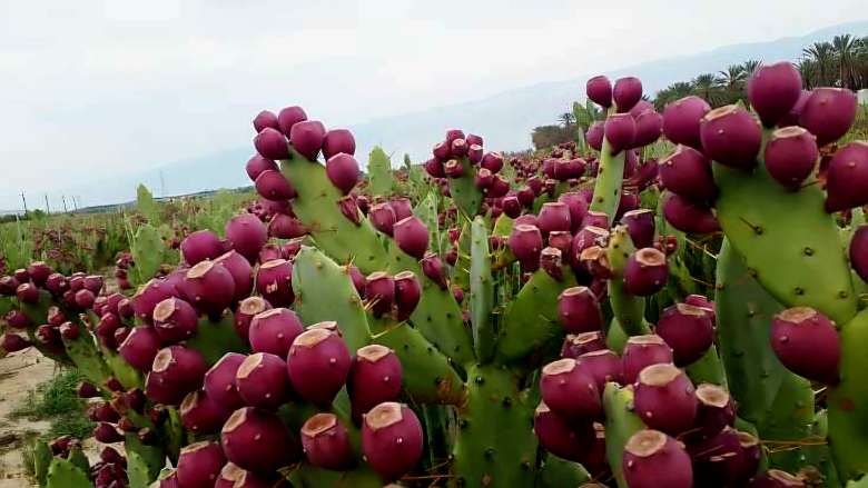 تصویر 1 از فروش عمده انجیر هندی یا گلابی خاردار