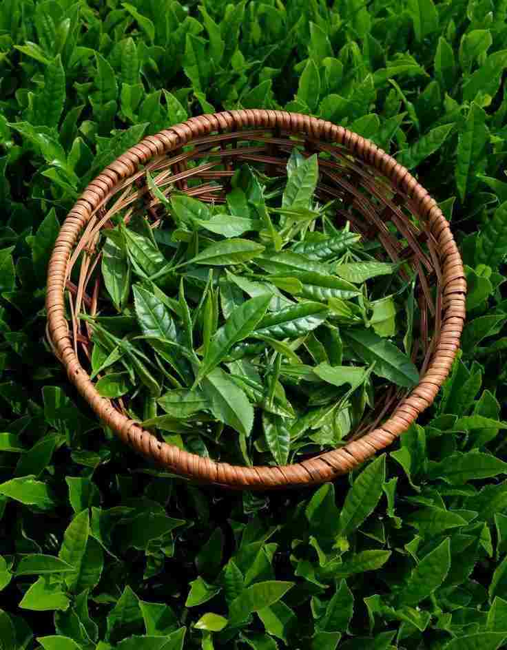 چای ایرانی شمال؛ طعمی بومی با ماندگاری بالا