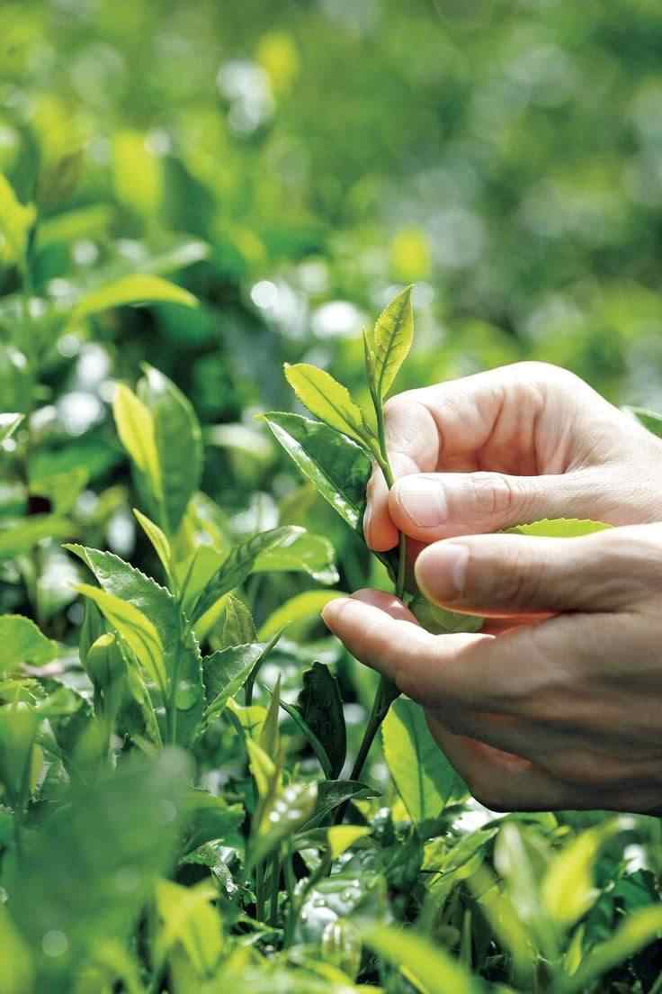بهترین زمان خرید چای شمال برای انتخاب محصول تازه