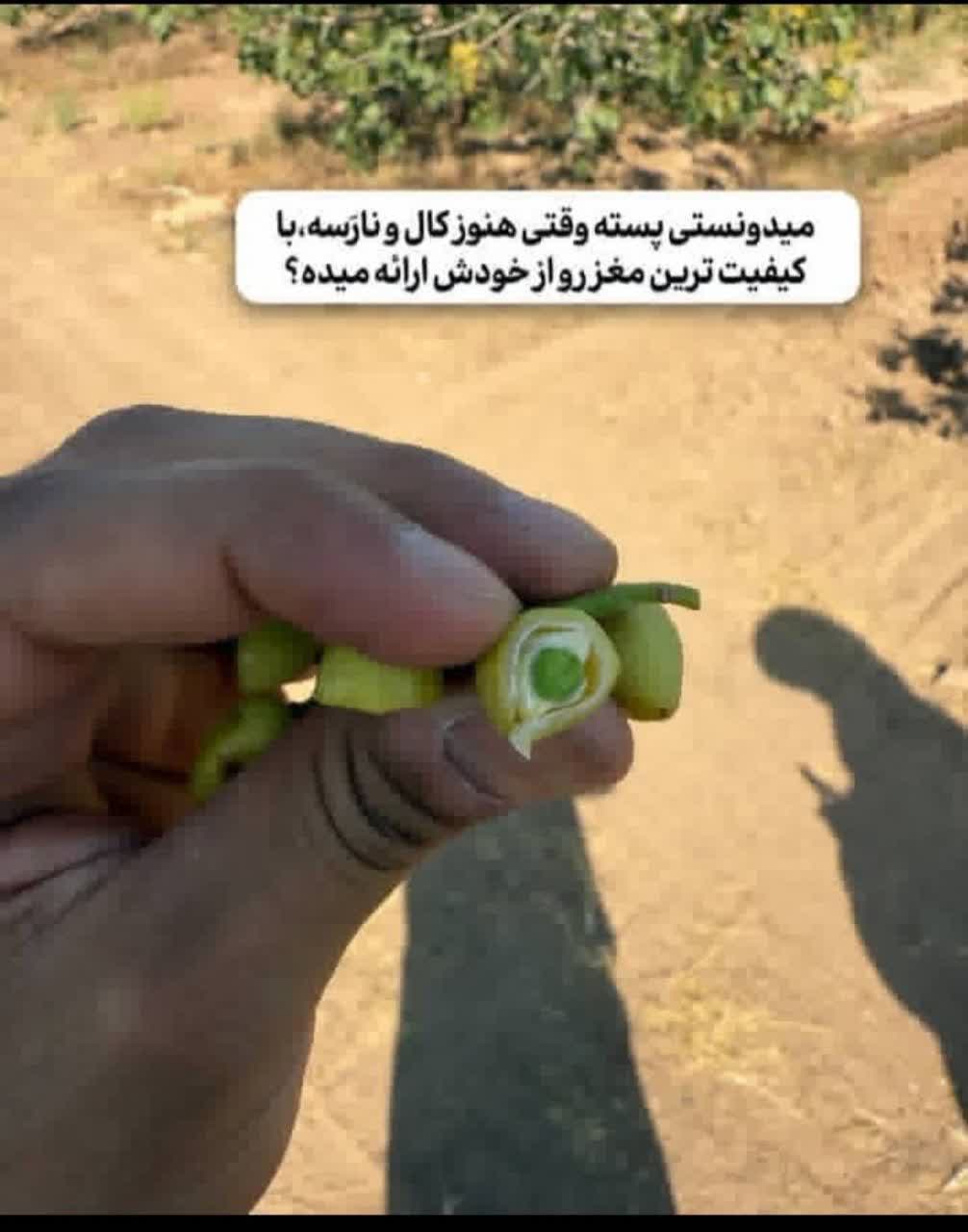 تصویر 1 از فروش مغز پسته احمد آقایی گلدار قیمت مناسب
