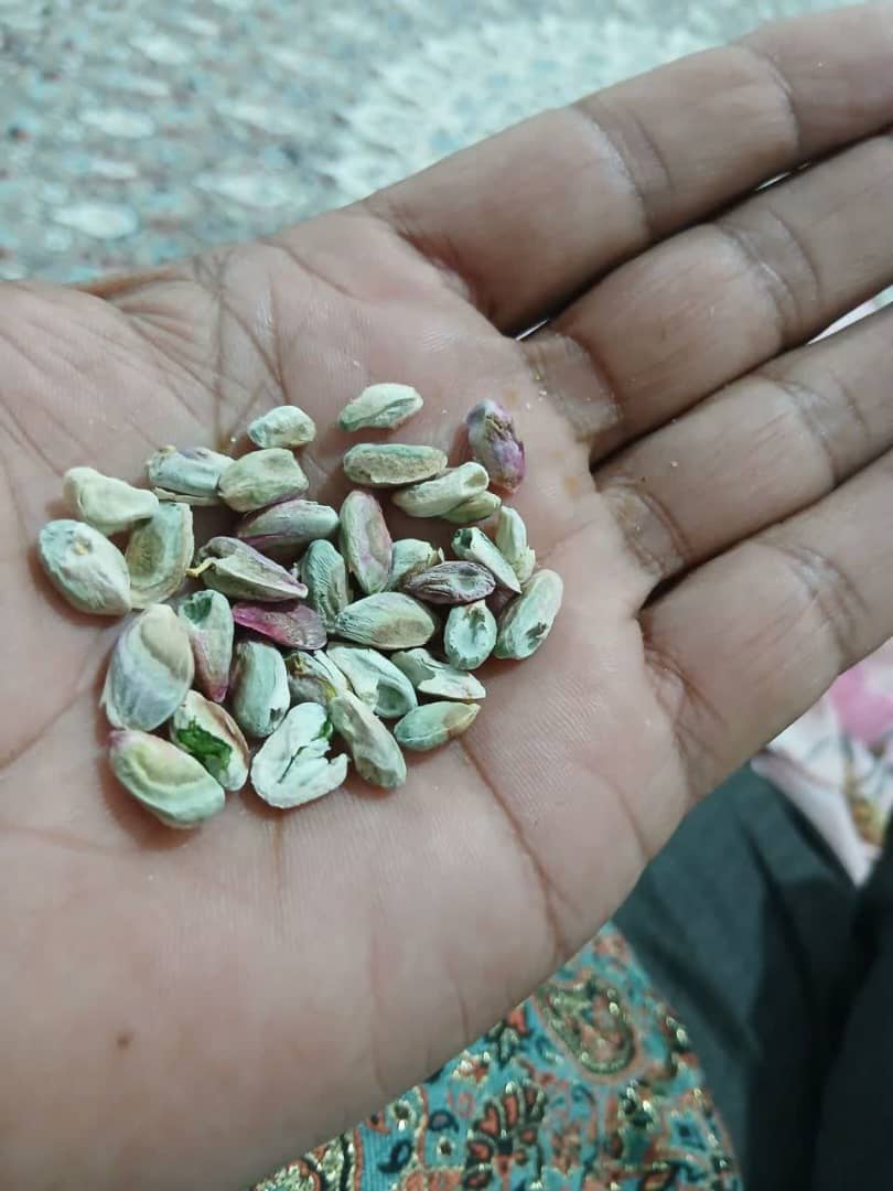 تصویر 2 از خرید و فروش پسته لوکس رفسنجان