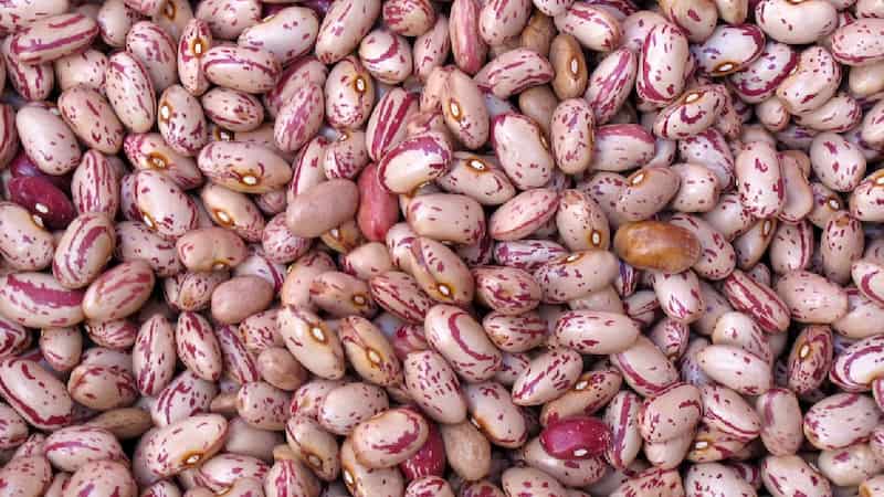 لوبیا چیتی ایرانی مناسب انواع خوراک و غذاهای سنتی